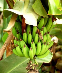 Bananas_-_Morocco